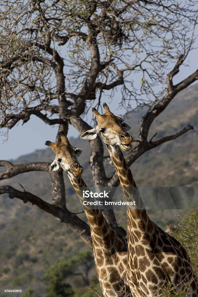 Curious Giraffes Two curious giraffes with a creative twist Africa Stock Photo
