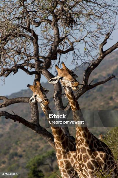 Curious Giraffes Stock Photo - Download Image Now - Africa, Animal, Animal Wildlife