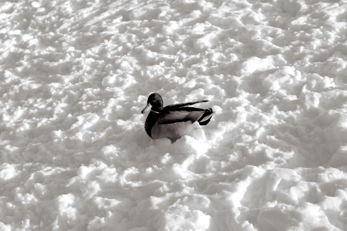 A portrait of a mallard drake lying in the snow.