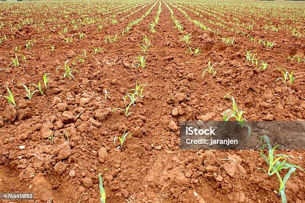 As Plantas De Milho - Fotografias de stock e mais imagens de Agricultura - Agricultura, Ajardinado, Ao Ar Livre