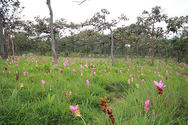 istock Tulip of Thailand 476441391