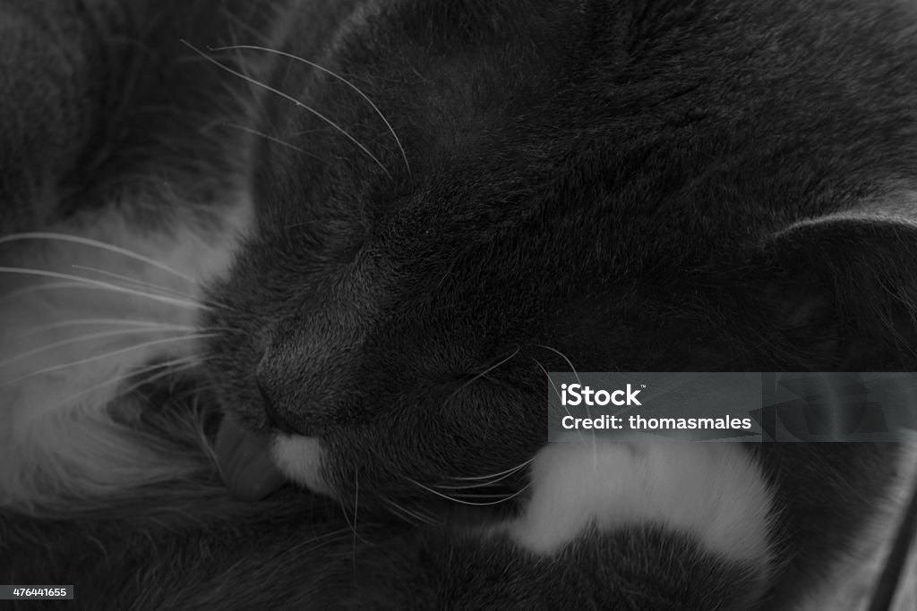 Cat nap - Foto de stock de Almohadillas - Pata de animal libre de derechos