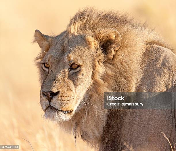 Photo libre de droit de Jeune Mâle Lion banque d'images et plus d'images libres de droit de Afrique - Afrique, Animal mâle, Animaux de safari
