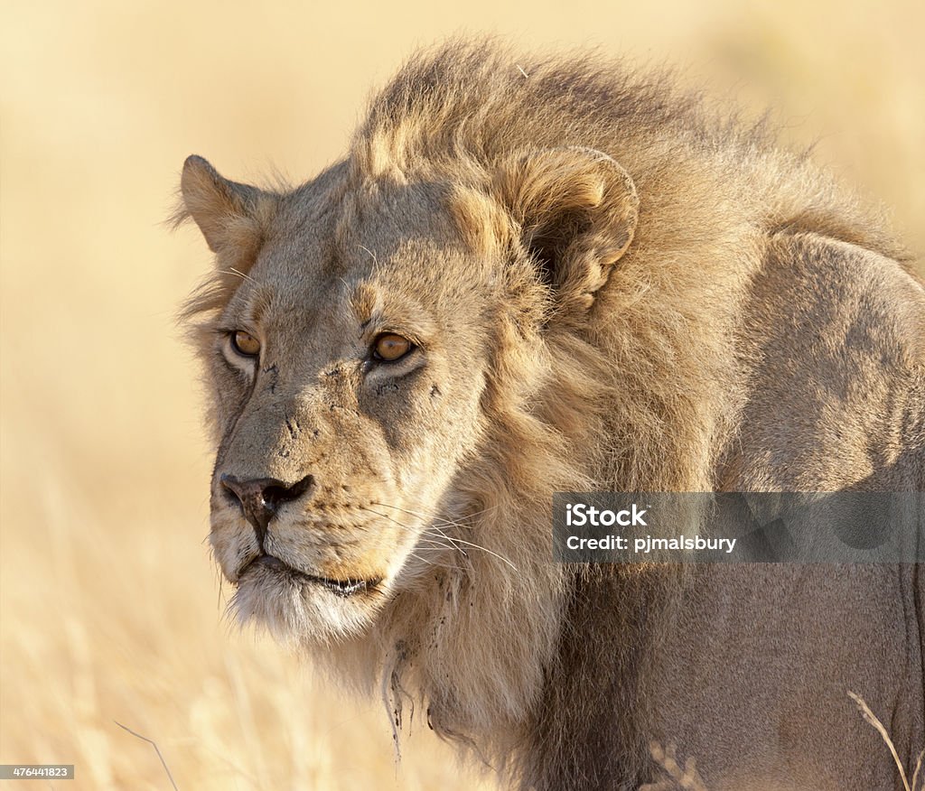 Giovane maschio Leone - Foto stock royalty-free di Africa