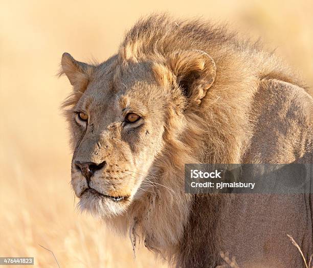 Giovane Maschio Leone - Fotografie stock e altre immagini di Africa - Africa, Animale, Animale da safari