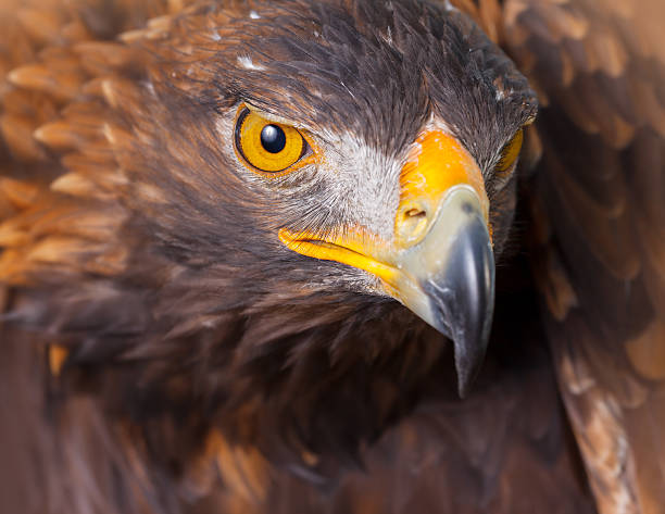 istock Close-up head of sea eagle on high alert 476441903