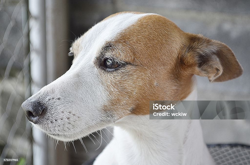 Jack russel dog looking close up Animal Stock Photo