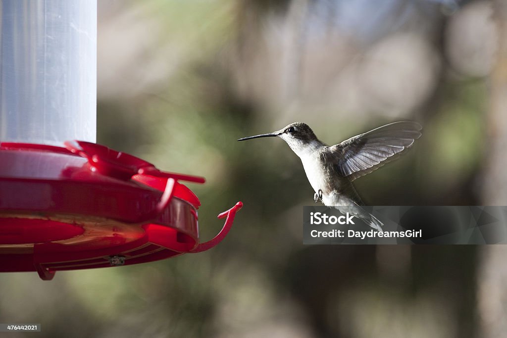 Hummingbird no Red Comedouro de Pássaros - Foto de stock de Alimentar royalty-free