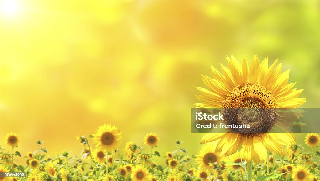 Sunflowers Bright yellow sunflowers and sun Agriculture Stock Photo
