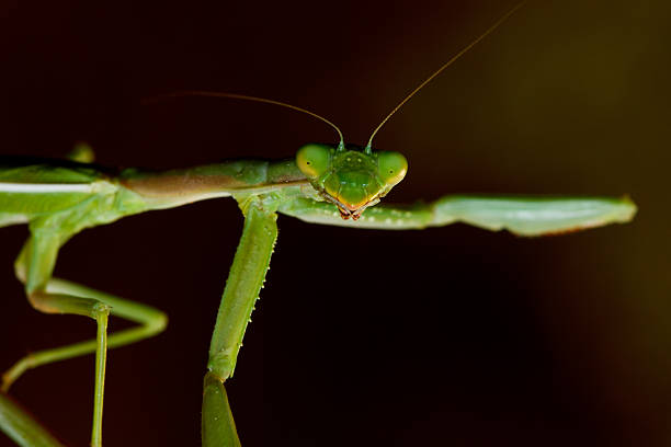 Mantis stock photo