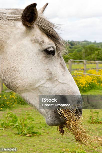 Gefüllte Stockfoto und mehr Bilder von England - England, Erfrischung, Fotografie