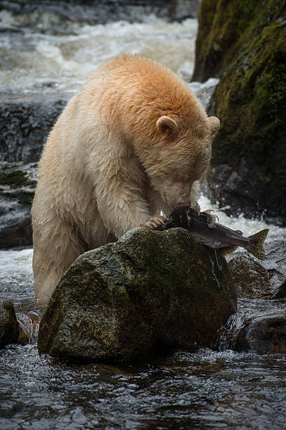 istock Spirit Bear, Gribbell Island, BC 476444033