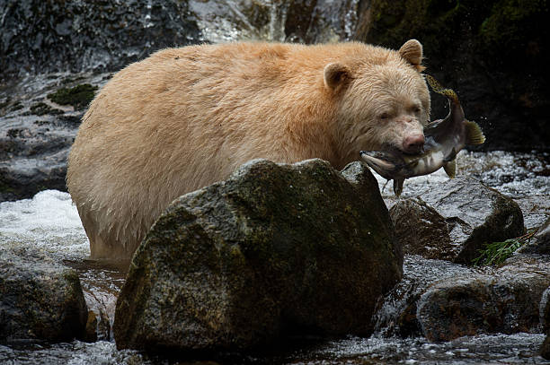 Spirit Bear, Gribbell Island, BC stock photo