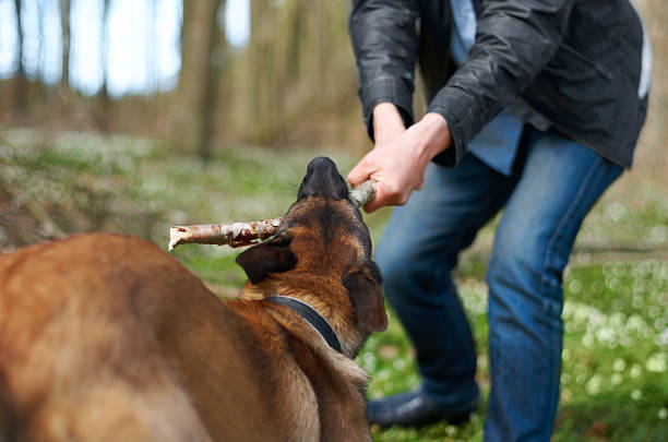 vous êtes un vrai ! - dog retrieving german shepherd pets photos et images de collection