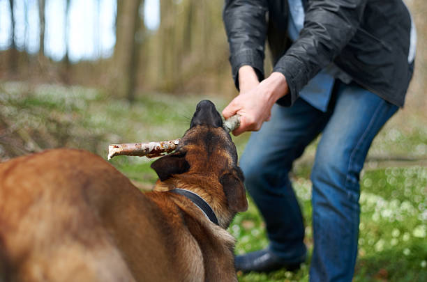 jesteś trudnej jednego! - dog retrieving german shepherd pets zdjęcia i obrazy z banku zdjęć