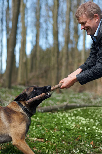 garçon vous êtes fort ! - dog retrieving german shepherd pets photos et images de collection