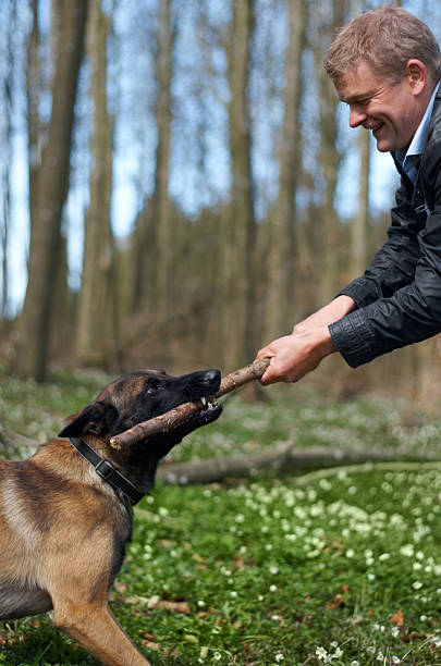 jesteś silne chłopiec! - dog retrieving german shepherd pets zdjęcia i obrazy z banku zdjęć