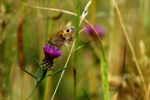 Horizontal image of a Meadow Brown butterfly perching on a thistle