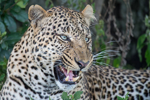 Male Leopard closeup stock photo