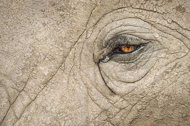 Elephant Eye closeup stock photo