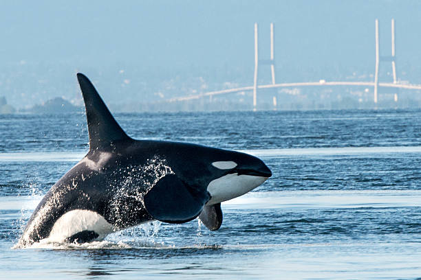 orca violando en puerto de vancouver - ballena orca fotografías e imágenes de stock