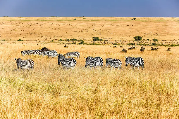 Zebras are feeding in Masai Mara National Reserve at Kenya at Africa