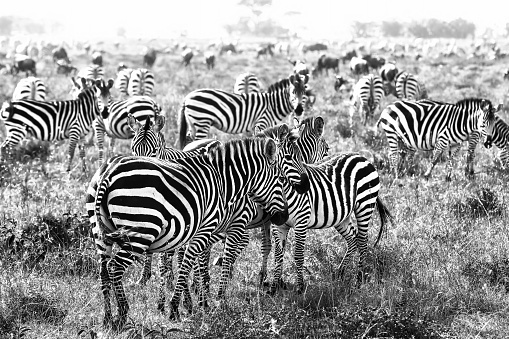 Zebras are feeding in Masai Mara National Reserve at Kenya at Africa