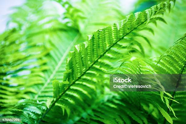 Green Fern Stock Photo - Download Image Now - 2015, Abstract, Beauty