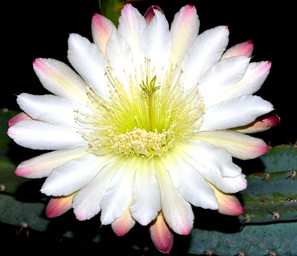 Cactus flower The beauty of nature lava cactus stock pictures, royalty-free photos & images