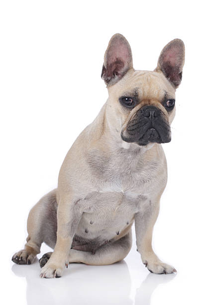 istock French bulldog sitting isolated on white 476447582