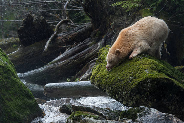 Spirit Bear, Gribbell Island, BC