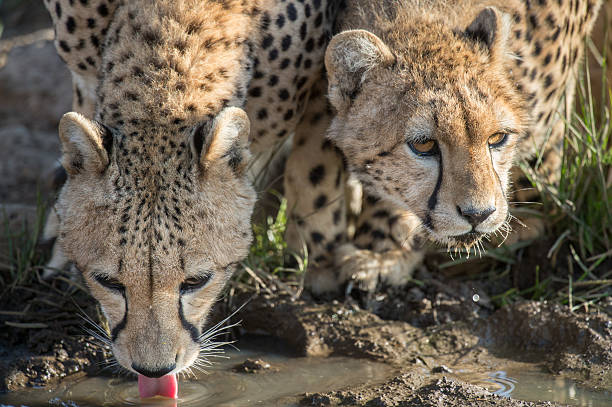 Cheetah cubs drinking stock photo