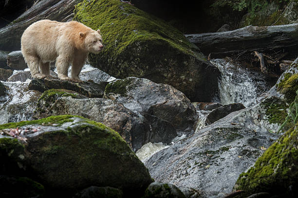 istock Spirit Bear, Gribbell Island, BC 476448467