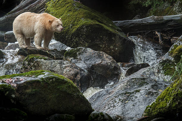 Spirit Bear, Gribbell Island, BC stock photo