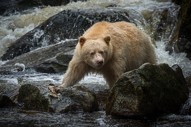 istock Spirit Bear, Gribbell Island, BC 476448555