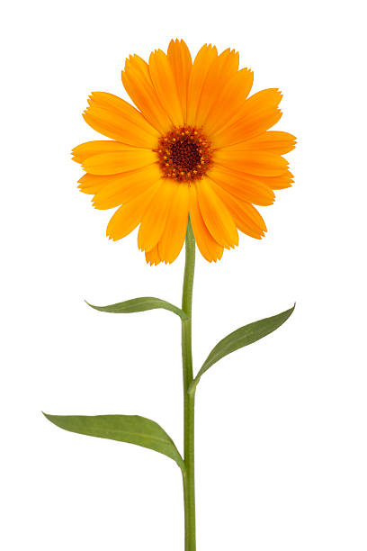 orange daisy con vástago largo - una sola flor fotografías e imágenes de stock