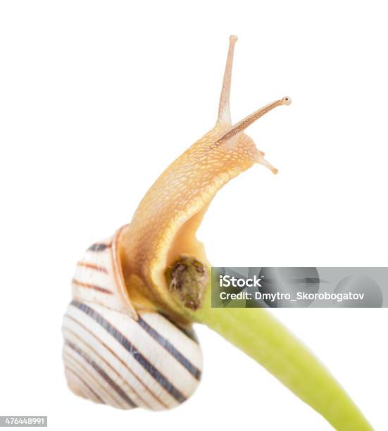 Schnecke Auf Einem Grünen Wirbelsäule Stockfoto und mehr Bilder von Bildkomposition und Technik - Bildkomposition und Technik, Blatt - Pflanzenbestandteile, Braun