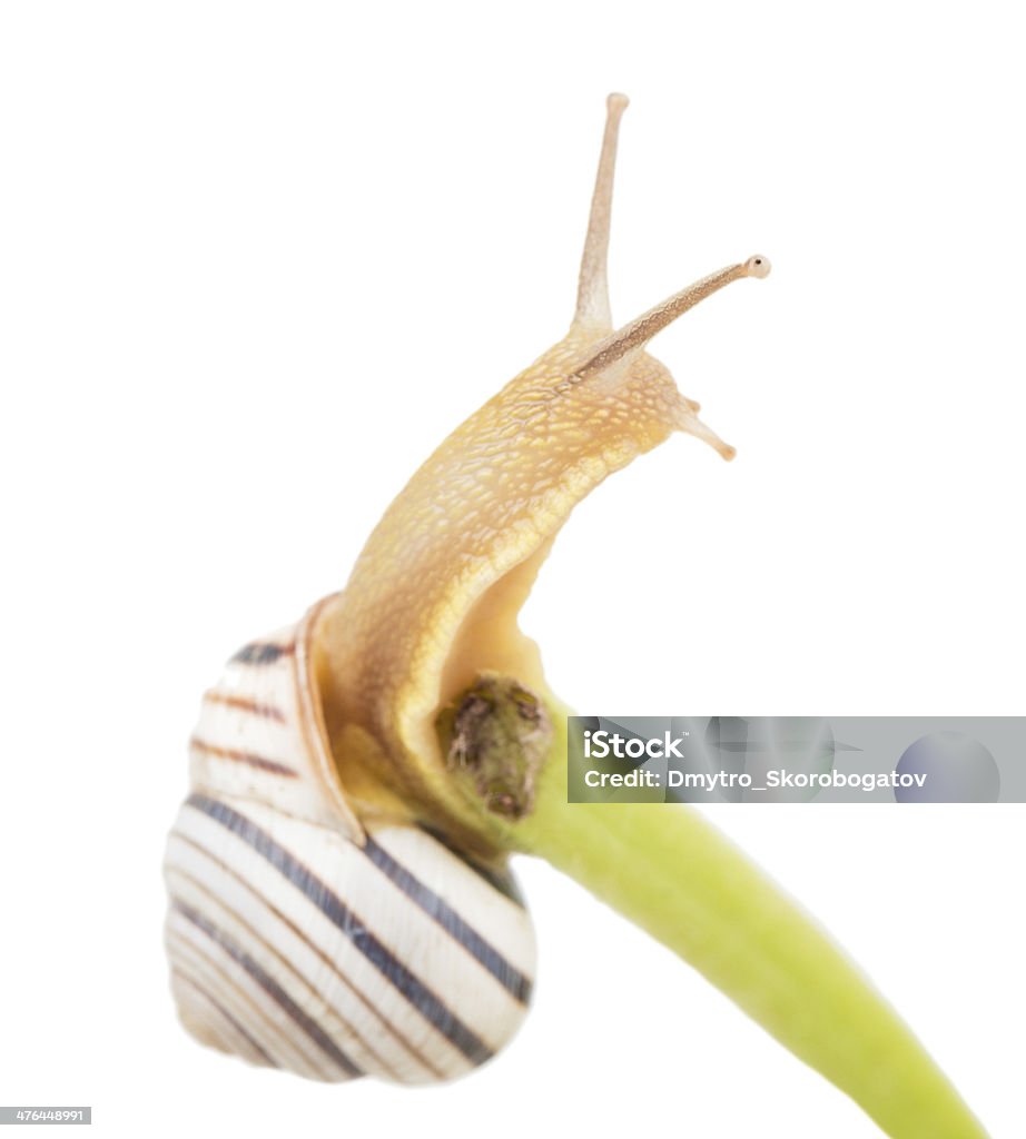 Caracol sobre un green de la columna - Foto de stock de Animal libre de derechos