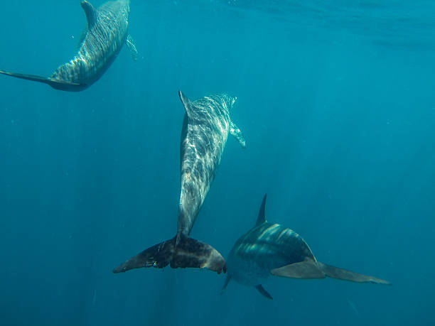istock Dolphins, Zanzibar, Africa 476450056