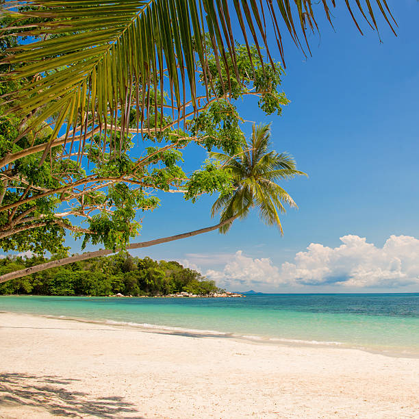 istock Tropical beach landscape with a leaning palm tree 476450154