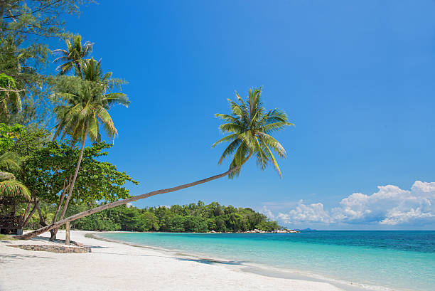 istock Tropical beach landscape with a leaning palm tree 476450158