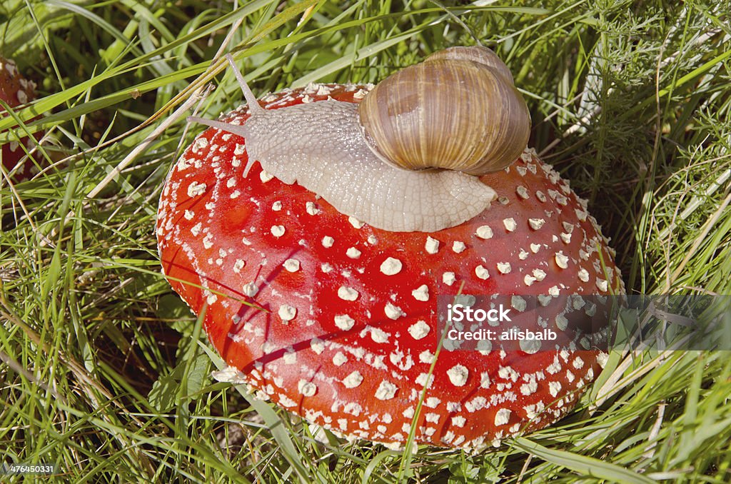 fly agaric und schick - Lizenzfrei Biologie Stock-Foto