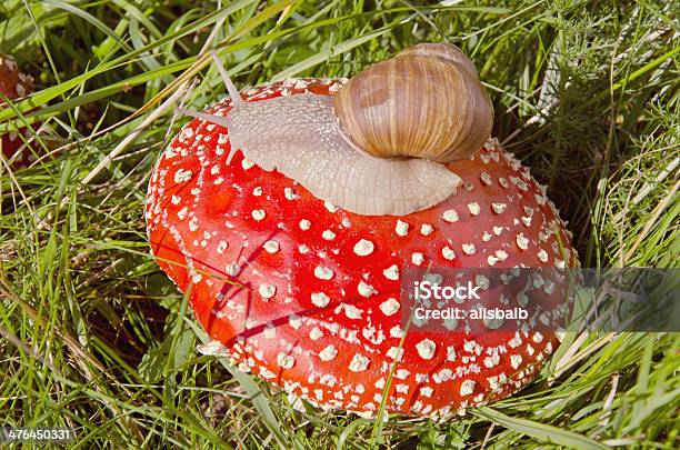 플라이에는 Agaric 및 스네일 0명에 대한 스톡 사진 및 기타 이미지 - 0명, 가을, 균류