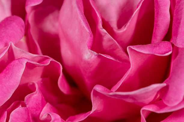 istock Close-up of pink rose flower 476450406