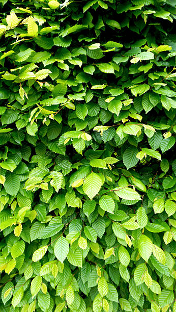 istock Green plant wall fence vertical 476450434