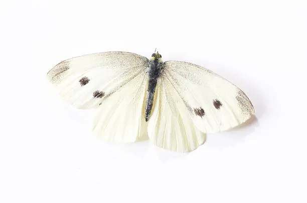 Butterfly with white background