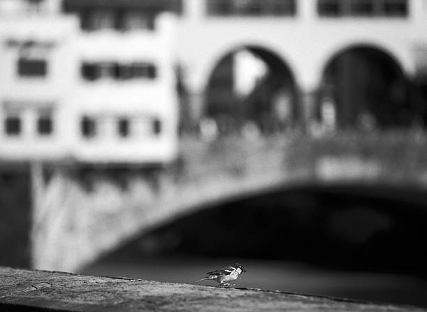 フィレンツェでリトル鳥 - parapetto ストックフォトと画像