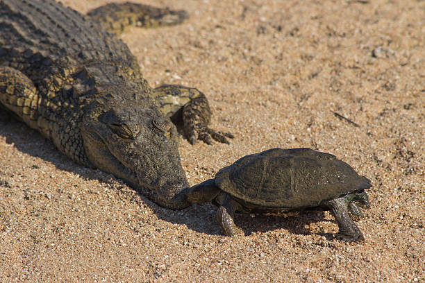 Crocodile and Terrapin stock photo