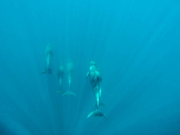 istock Dolphins, Zanzibar, Africa 476451280
