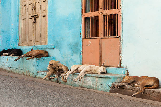 Cinque cani di relax nel caldo sole di mezzogiorno in Dungarpur, India - foto stock